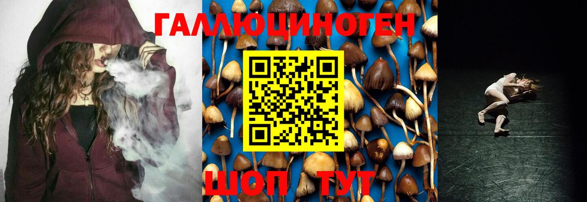 Зеленогорск  Псилоцибиновые грибы Cubensis  Вход с VPN 