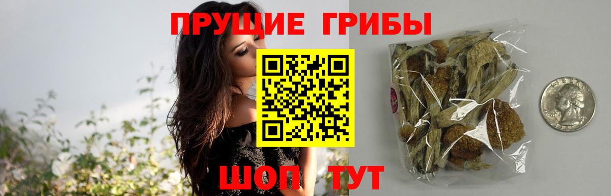 Псилоцибиновые грибы прущие грибы Зеленогорск